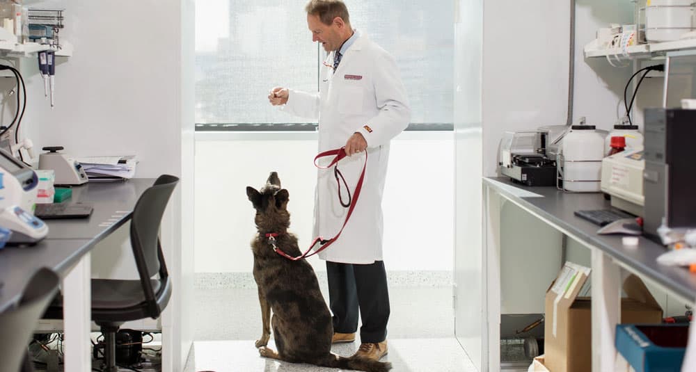 Canine Cognition Research