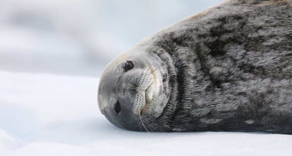 Antarctic Wildlife Disease Ecology Fund