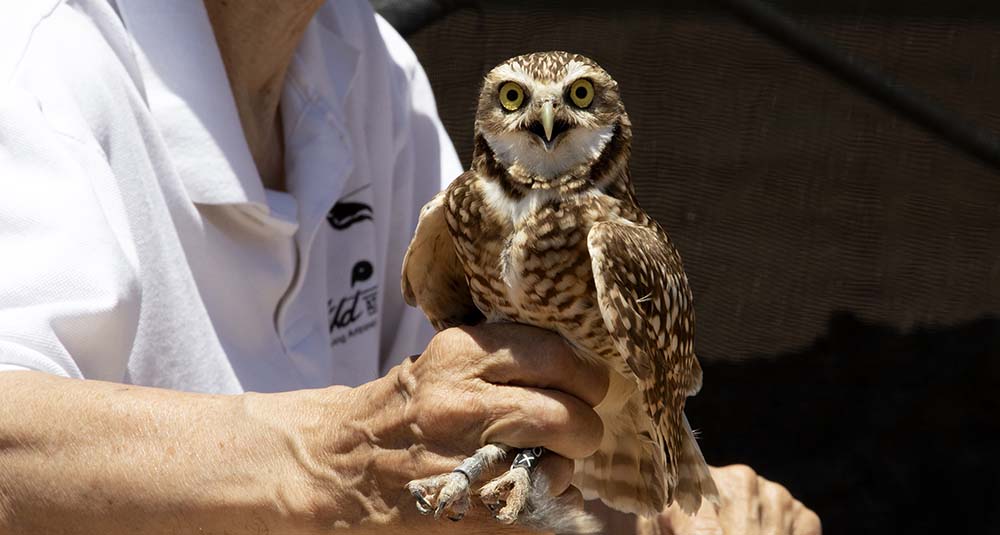 Burrowing Owl Conservation Project