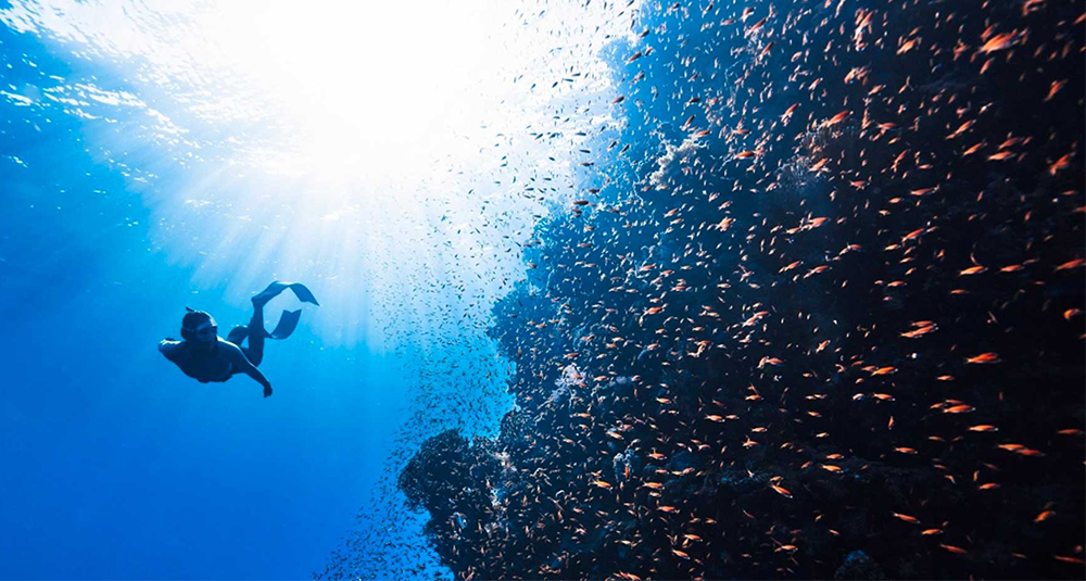 School of Ocean Futures Scholarship Fund