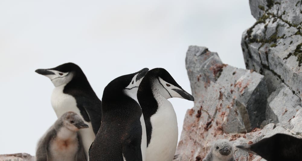 Antarctic Wildlife Disease Ecology Fund